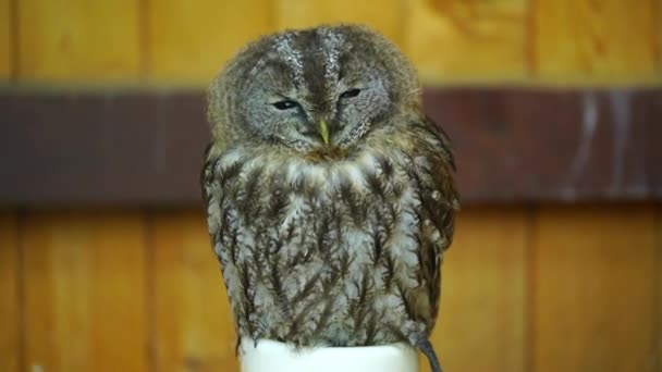 Video Tawny Owl Zoo — Stock video