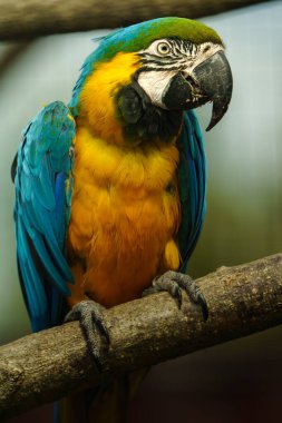 Mavi ve sarı Amerika papağanı Hayvanat Bahçesi