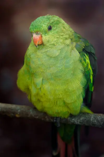 Hayvanat Bahçesinde Vekil Papağan Portresi — Stok fotoğraf