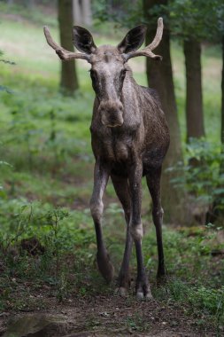 Hayvanat bahçesindeki Moose 'un Portresi