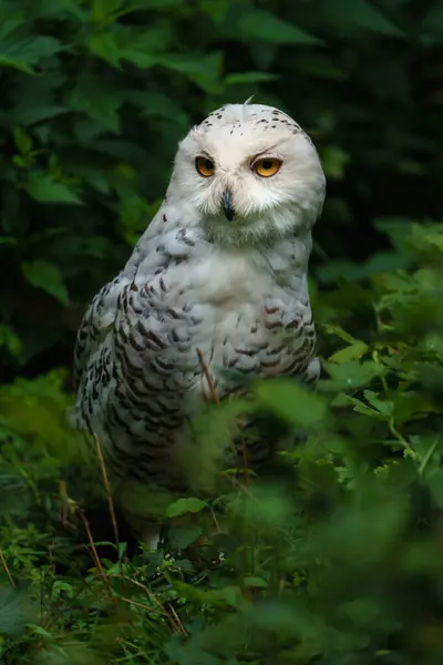 Portrait Snowy Owl Zoo — Stock Photo, Image