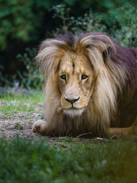 Portrait of Lion in zoo