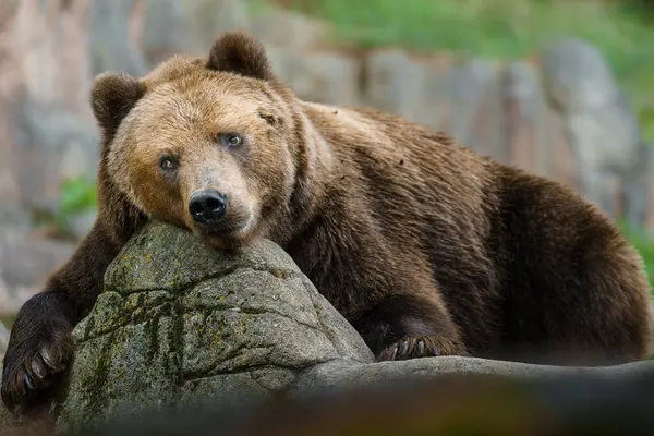 Kamchatka brown bear resting on rock