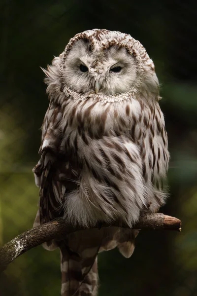 Portrait of Ural owl on branch