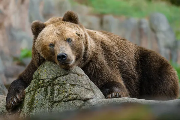 Kamchatka brown bear resting on rock