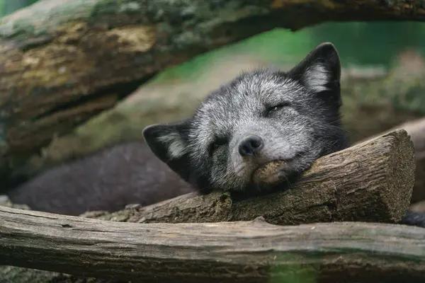 北极狐狸睡在动物园 图库照片