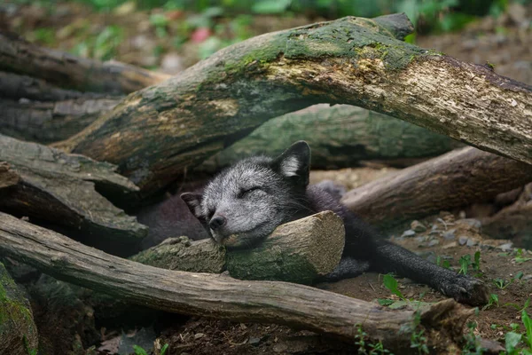 北极狐狸睡在动物园 图库图片