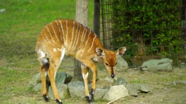 Lowland Nyala 'nın hayvanat bahçesindeki videosu
