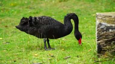 Hayvanat bahçesindeki siyah kuğu videosu