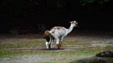 Alpaca 'nın hayvanat bahçesindeki videosu