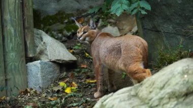Caracal 'ın hayvanat bahçesindeki videosu