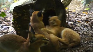 Caracal 'ın hayvanat bahçesindeki videosu