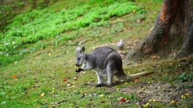 Dusky Pademelon 'un hayvanat bahçesindeki videosu
