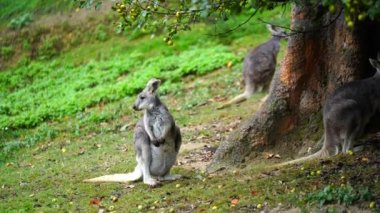Dusky Pademelon 'un hayvanat bahçesindeki videosu
