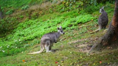 Dusky Pademelon 'un hayvanat bahçesindeki videosu