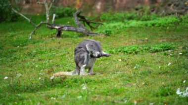 Dusky Pademelon 'un hayvanat bahçesindeki videosu