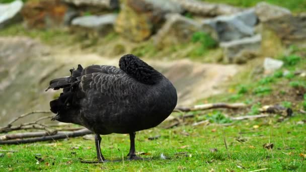 Vídeo Cisne Negro Zoológico — Vídeos de Stock
