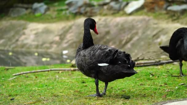 Vídeo Cisne Negro Zoológico — Vídeo de stock