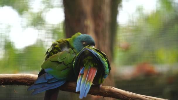 Μπλε Κεφαλιά Macaw Στο Ζωολογικό Κήπο — Αρχείο Βίντεο