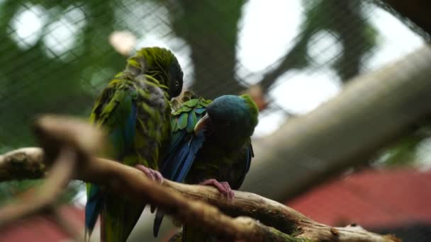 Блакитний Голова Макао Зоопарку — стокове відео