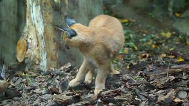 Video Caracal Zoo — Stock video