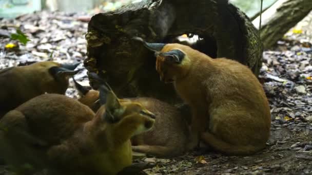 Video Caracal Zoológico — Vídeos de Stock