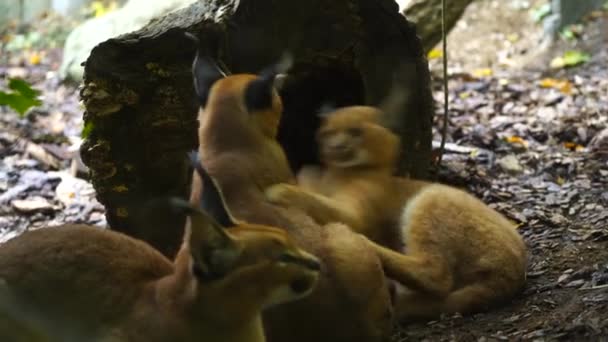 Video Caracal Zoo — Stock Video