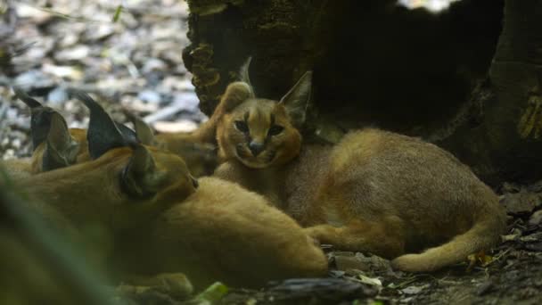 Βίντεο Του Καρακάλ Στο Ζωολογικό Κήπο — Αρχείο Βίντεο