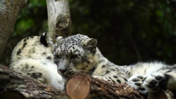 Vídeo Leopardo Neve Zoológico — Vídeo de Stock