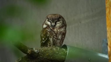 Hayvanat bahçesindeki Boreal baykuşunun videosu