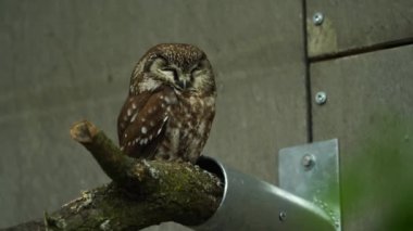 Hayvanat bahçesindeki Boreal baykuşunun videosu