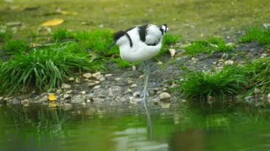 Pied Avocet 'in hayvanat bahçesindeki videosu