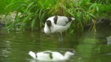 Pied Avocet 'in hayvanat bahçesindeki videosu