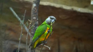 Senegal Papağanı 'nın hayvanat bahçesindeki videosu