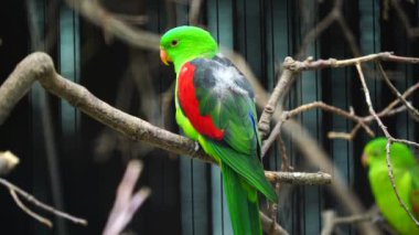Kırmızı kanatlı papağan videosu