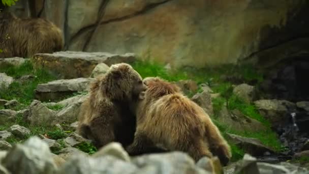 Himálajský Medvěd Hnědý Zoo — Stock video