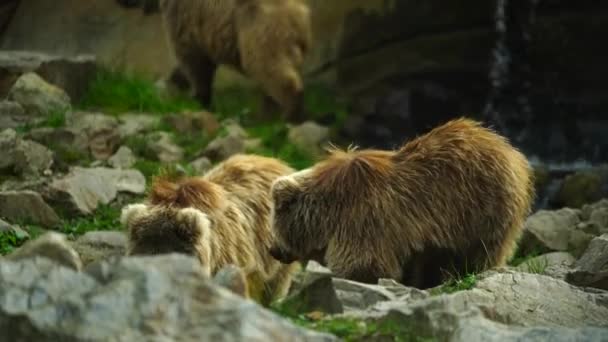 Himalayan Brown Bear Zoo — Video Stock