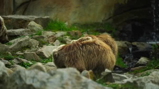 Himalayan Brown Bear Zoo — Stockvideo