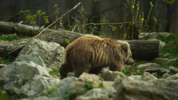 Himalájai Barna Medve Állatkertben — Stock videók