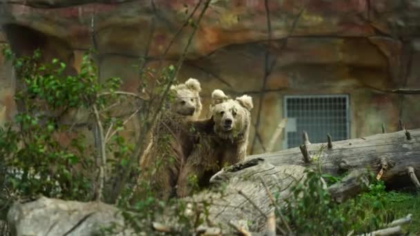 Himalayan Brown Bear Zoo — Stock video