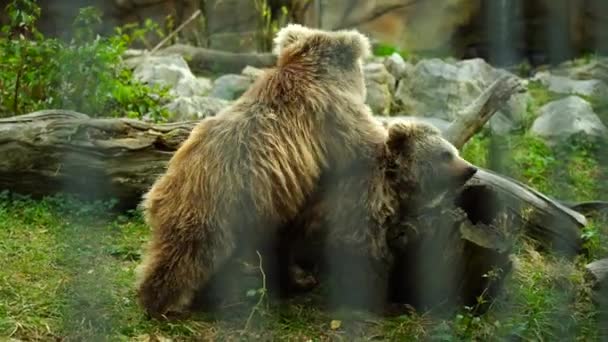 Oso Pardo Del Himalaya Zoológico — Vídeo de stock