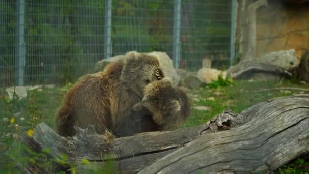 Καφέ Αρκούδα Ιμαλαΐων Στο Ζωολογικό Κήπο — Αρχείο Βίντεο