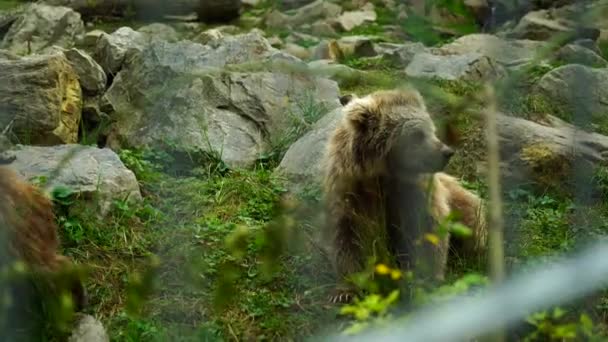 Urso Castanho Himalaia Zoológico — Vídeo de Stock