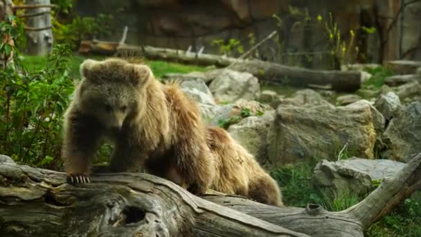 Καφέ Αρκούδα Ιμαλαΐων Στο Ζωολογικό Κήπο — Αρχείο Βίντεο