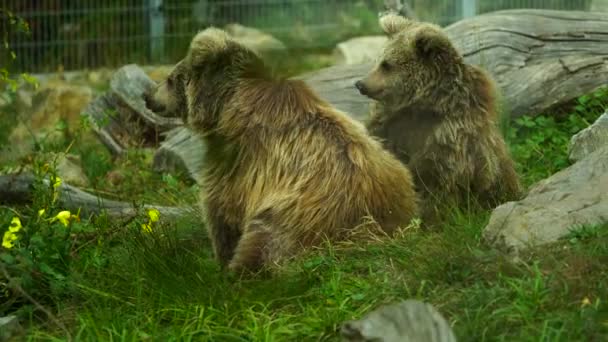 Himalayan Brown Bear Zoo — Stock videók