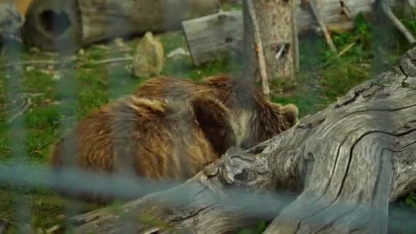 Himalayan Brown Bear Zoo — Stockvideo