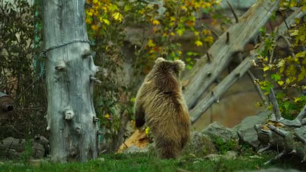 Himalayan Brown Bear Zoo — Stock video