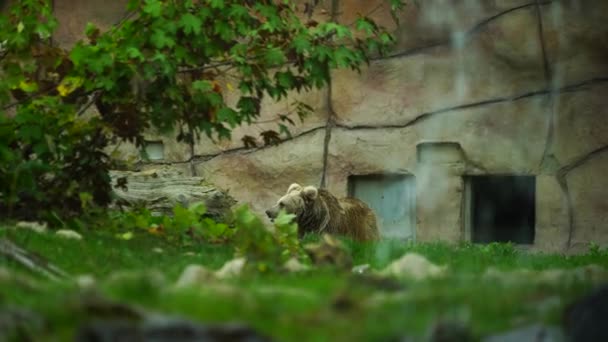 Гималайский Коричневый Медведь Зоопарке — стоковое видео