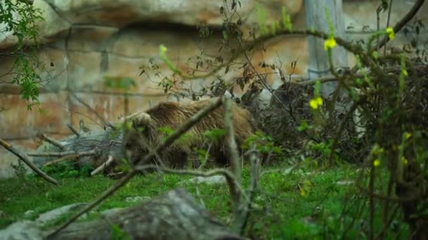 Himalayan Brown Bear Zoo — 图库视频影像