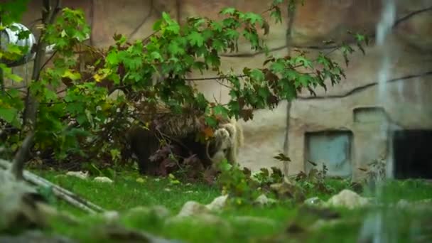Himalaya Brunbjörn Djurpark — Stockvideo